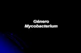 Presentación de PowerPoint - depa.fquim.unam.mxdepa.fquim.unam.mx/bacteriologia/pdfs/mycobacterium260416.pdf · Lavar con PBS 15 mins y secar con papel filtro Montar y observar con