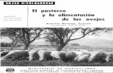 EI pastoreo y la alimentación de las ovejas - mapama.gob.es · EL PASTOREO Y LA ALIMENTACION DE LAS OVEJAS Muy conocida y popular entre gan^lderos es la afirma-ción httmorística