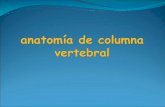 Anatomia de columna vertebral - ananor.net LATERAL R rte b r. I . ... lapófisisl transverso de la 3. vér subyacente. ... Anatomia de columna vertebral Author: audi
