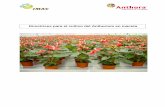 Directrices para el cultivo del Anthurium en macetaarticulos.infojardin.com/PLAGAS_Y_ENF/Plantas_interior/...anturio.pdfplantas de cultivo de tejido vegetal y se transportan en un