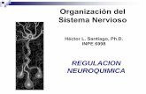 Organización del Sistema Nervioso - academic.uprm.eduacademic.uprm.edu/hsantiago/Organizaci%F3n%20del... · Teoría Neuronal Establece que las ... Células fagocíticas que migran