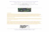 Culebra viperina – Natrix maura (Linnaeus, 1758) Xavier ...digital.csic.es/bitstream/10261/109371/4/natmau_v4.pdf · Dorsales claramente carenadas. ... Entre sus depredadores, el