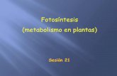 Fotosíntesis (metabolismo en plantas) - nutricion2013 | A ... fases de Fotosíntesis: A Preview La Fotosíntesis consiste de dos tipos de reacciones, la luminosa (la parte foto) y