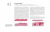Epitelio - lacelula.udl.eslacelula.udl.es/aprendre/casos/pdf/epiteln.pdf · simple de los folículos de la glándula tiroides. Corte teñido con hematoxilina-eosina. x440. una capa