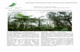 El bosque nos brinda servicios, tenemos que devolvérselosenvol-vert.org/wp-content/uploads/2012/11/rapport-espagnol-1.pdf · Publicación n°1 – septiembre 2012 Ariane Laporte