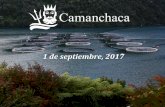 1 de septiembre, 2017 - Bienvenidos a Camanchaca€¦ · Factor de Conversión Económico 2016 2017 Condiciones Sanitarias Salar en Camanchaca (ciclo cerrado) 1T-16 afectado por Evento