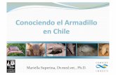 Mariella Superina, Dr.med.vet., Ph.D. - Seminarios CORMA · De 150 visitantes de zoo encuestados: 59% no sabía que habitan en Chile 19% los había visto en vida libre Armadillos