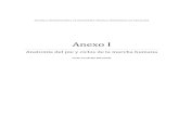 Anexo I -Anatomiazaguan.unizar.es/record/5152/files/TAZ-PFC-2010-223_ANE.pdf · 1.- ANATOMIA DEL PIE ... media y anterior del pie (pie astragalino y pie calcáneo), y superpuestas,