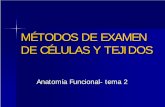 MÉTODOS DE EXAMEN DE CÉLULAS Y TEJIDOSanatomia.boloncol.com/wp-content/uploads/2011/10/02-METODOS.pdf · Tipos de estudios Procedencia del ... cepillado bronquial, cepillado tubo