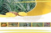 Manual para la Producción de una Piña de Calidad Ing. MSc ...agroaldia.minagri.gob.pe/biblioteca/download/pdf/tematicas/f... · Manual para la Producción de una Piña de Calidad