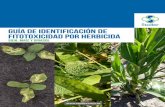 Guía de identificación de fitotoxicidad por herbicida€¦ · El gran incremento de malezas resistentes a glifosato, ... tomar decisiones adecuadas para la siembra; ... GUIA FITO