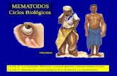 MEMATODOS Ciclos Biológicos - Universidade de Santiago de ... · Reproducción y ciclos biológicos de los Nematodos. Los Nematomorfos. OS 1. libre 2. . x s x libre. a e e 3. . x