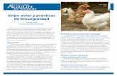 Gripe aviar y prácticas de bioseguridad - posc.tamu.eduposc.tamu.edu/wp-content/uploads/sites/20/2012/08/EPS006S_final2.pdf · Gripe aviar y prácticas de bioseguridad EPS-006S 7/15.