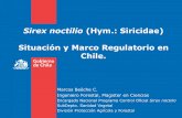 Sirex noctilio (Hym.: Siricidae) Situación y Marco ... · en las plantaciones de Chile ... Total 1.514.205 106.467 7,0 255.609 16,9 554.289 36,6 562.363 37,1 * Porcentajes respecto