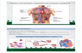 T5 circulatorio y excretor - aliciabiologia · El aparato circulatorio 1.2 Los vasos sanguíneos ... al sistema circulatorio 16:47 ... Función excretora al eliminar el CO2 producido