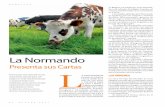 La Normando L - tecno-agro.cl · la raza un gran poder de adaptación. ... aumento en las medidas del esqueleto, principalmente en la anchura de pecho, ... 18 razas de bovino y 2