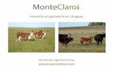 Inversión en ganadería en Uruguaygrupomonteclaro.com/a- Inversion Ganaderia, Uruguay.pdf · La ración es a base de silo de sorgo de planta entera (10 kg.), sorgo molido (10 kg)