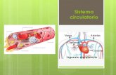 Sistema circulatorio - sgcciencias.files.wordpress.com · Función del sistema circulatorio Transportar por la sangre el oxígeno y los nutrientes hacia las células; y recoger de