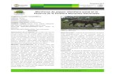 Monitoreo de Jaguar (Panthera onca) en la Reserva de … · Jaguar Mexicano en el Siglo XXI y en el Plan de Acción de la Recuperación y manejo del jaguar (Serie PREP), los expertos