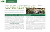 RINDE FRUTOS LA ESTRATEGIA NACIONAL PARA … · rrollar el plan de trabajo para el 2017. ... Comisión de cooperación internacional; Manejo comunitario. ... hábitats del jaguar