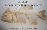 Unidad II ESQUELETO, PIEL Y ESCAMASecaths1.s3.amazonaws.com/ictiologiauader/1794937414.2... · 2011-04-13 · dientes faríngeos y elementos de soporte. Son todos huesos cartilaginosos