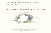 MEMBRANA CELULAR - mmegias.webs.uvigo.esmmegias.webs.uvigo.es/...03-membrana-celular.pdf · Esquema de la organización de una membrana plasmática según la visión actual del modelo