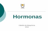 HORMONAS - ecaths1.s3.amazonaws.comecaths1.s3.amazonaws.com/catbioquimicavet/637236417... · Tipos de Receptores ... Activación de hormonas peptídicas y proteicas . RECEPTORES Son