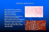 GENERO BRUCELLA - microbitosblog.commicrobitosblog.com/wp-content/uploads/2010/06/bacilos-gram-no... · descapsulamiento con cepas de Staphylococcus aureus hialuronidasa (+). En agar