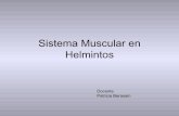 Sistema Muscular en Helmintos Muscular … · 1. músculo somático----- forma y locomoción Fibras organizadas en capa circular externa capa longitudinal interna capa diagonal (reducida