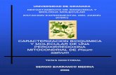 CARACTERIZACION BIOQUIMICA Y MOLECULAR DE …hera.ugr.es/tesisugr/16236166.pdf · electroforesis de rna en geles de agarosa 125 2.5. extracciÓn de dna genÓmico (gdna) 126 3. preparaciÓn