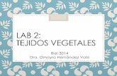Lab 1: Tejidos Vegetales · Objetivos Mencionar los diferentes tipos de tejidos vegetales y describir la función de cada uno. Distinguir entre los tejidos meristémicos y entre los