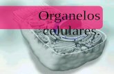 Organelos celulares. - biologia1cn.weebly.combiologia1cn.weebly.com/uploads/4/6/3/1/46317897/resumen_organelos.… · ... las que se unen por puentes de hidrógeno ... presente en
