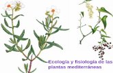 Ecología y fisiología de las plantas mediterráneas - uv.es · unidad de hoja, cutícula gruesa y tendencia a quebrarse. ¿Qué ventajas ofrecen las hojas perennes esclerófilas?-el