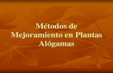 Métodos de Mejoramiento en Plantas Alógamas - UNCagro.unc.edu.ar/~mejogeve/PobAlogamas2013.pdf · Combinatoria Específica Variedades de Variedades Variedades Polinización libre