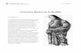 Anatomía de la Rodilla fotocopias - traumazaragoza.comtraumazaragoza.com/traumazaragoza.com/Doc._Rodilla_files/Rodilla... · que el externo es convexo en sentido ... anterior. Frecuentemente