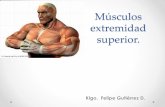 Músculos extremidad superior. · escapula y elevador de las costillas. ... anterior del carpo. Función: Flexor de muñeca. ... Flexión metacarpo falángica,