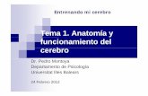 Dr. Pedro Montoya Departamento de Psicología …uom.uib.cat/digitalAssets/200/200245_montoya4.pdf · El lenguaje y la memoria son claros ejemplos de funciones distribuidas por todo