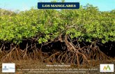 Sin título de diapositiva - montes.upm.es€¦ · Avicennia marina Xylocarpus Avicennia (mangle negro) Acanthus ilicifolius ... protección y refugio para la fauna; reciclaje de