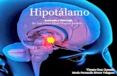 Hipotálamo · zona más anterior e inferior del diencéfalo, Se divide en varios núcleos: ... •