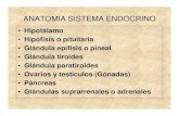 ANATOMIA SISTEMA ENDOCRINO - El sitio web de … · EJE HIPOTALAMO HIPOFISIS. Hormonas Hipotalamicas • Estimulantes – Hormona liberadora de gonadotrofinas: GnRH – Hormona liberadora