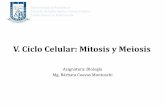 V. Ciclo Celular: Mitosis y Meiosis · Las células surgen por división celular a partir de otra célula preexistente. La célula madre La célula madre duplica su material genético