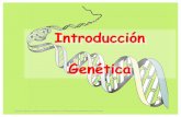 Tema 1: Introducción a la Genéticaecaths1.s3.amazonaws.com/geneticaveterinaria/108613930.INTRODUC… · Objetivos de la materia. ... Genotipo: es el conjunto de genes que posee