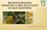 MELISOPALINOLOGÍA: ORIGEN DE LA MIEL EN EL NORTE DE …ica.mxl.uabc.mx/apicultura/MELISOPALINOLOGIA... · Protocolos de calidad en el mercado internacional: Origen floral Análisis