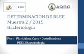 DETERMINACION DE BLEE Muestra 2 / 2015 … 2_2015... · presenta en bacilos Gram negativos especialmente en Escherichia coli, Klebsiella pneumoniae, Klebsiella oxytoca. ... •Los