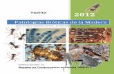 Patologías Bióticas de la Madera - ÁREA de la ... · El Ciclo del carbono en el biodeterioro de la madera 8 Sucesion ecologica de los organismos en la Madera 9 Bibliografia y Fuentes
