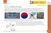 Lectura: LA SIMETRÍA ROTACIONAL - EducaLABblog.educalab.es/leer.es/leer_comprender_matematicas/... · 2014-05-28 · 8 ... Ios matemáticos han estudiado en profundidad Ios mosaicos