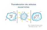 Transfección de células eucariotas - IIB-INTECH · Infección de células de interés con partículas virales Ventajas: • Amplio rango de células de mamíferos con alta eficiencia