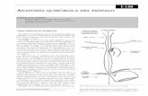 I-150 ANATOMÍA QUIRÚRGICA DEL ESÓFAGOsacd.org.ar/ucincuenta.pdf · zadas principalmente en la submucosa del esófago distal y del estómago proximal y su ruptura produce hemorra-gias