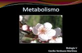 Metabolismo - webzoom.freewebs.comwebzoom.freewebs.com/biologiaiv/bioVunidad2/Metabolismo_bioV.pdf · Es un conjunto ordenado de reacciones químicas para obtener energía y ... orgánicas
