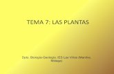 TEMA 7: LAS PLANTAS - iesmanilva.es plantas.pdf · ... sin desplazarse ... • No tienen flores ni semillas • Se reproducen por esporas ... • Se agrupan en 300 familias de plantas